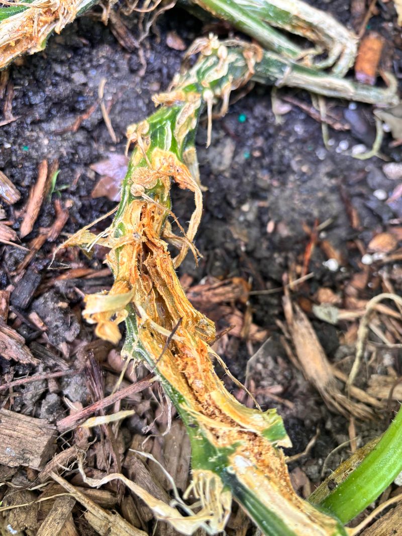 Squash Vine Borers Cut Off Water Flow Squash Vine Borers Cut Off Water Flow