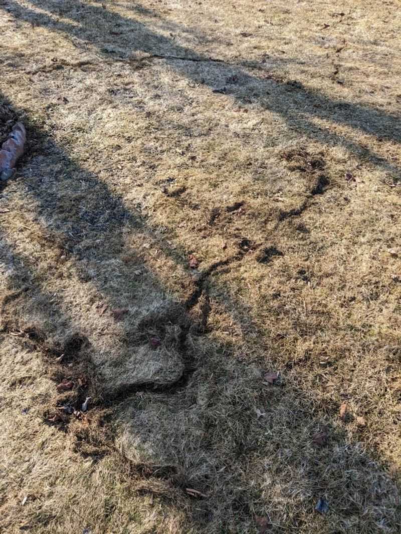 Squiggly Tracks In Dirt Or Sand