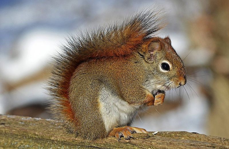 Squirrels And Chipmunks