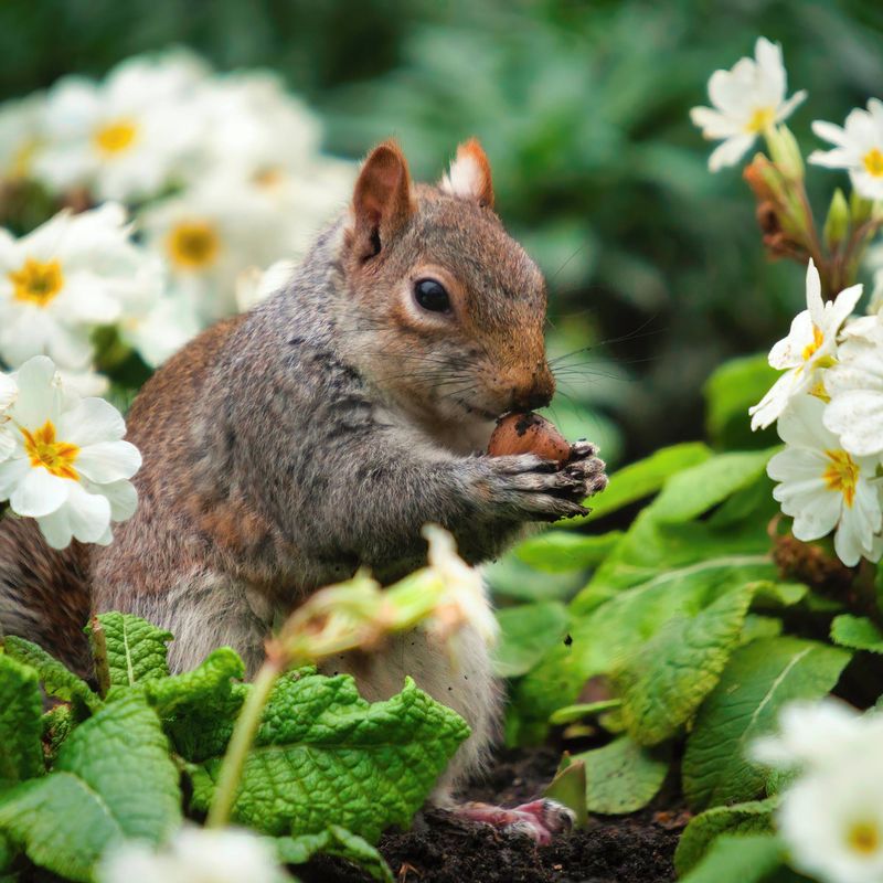 Squirrels Are Searching For Hidden Food Stores