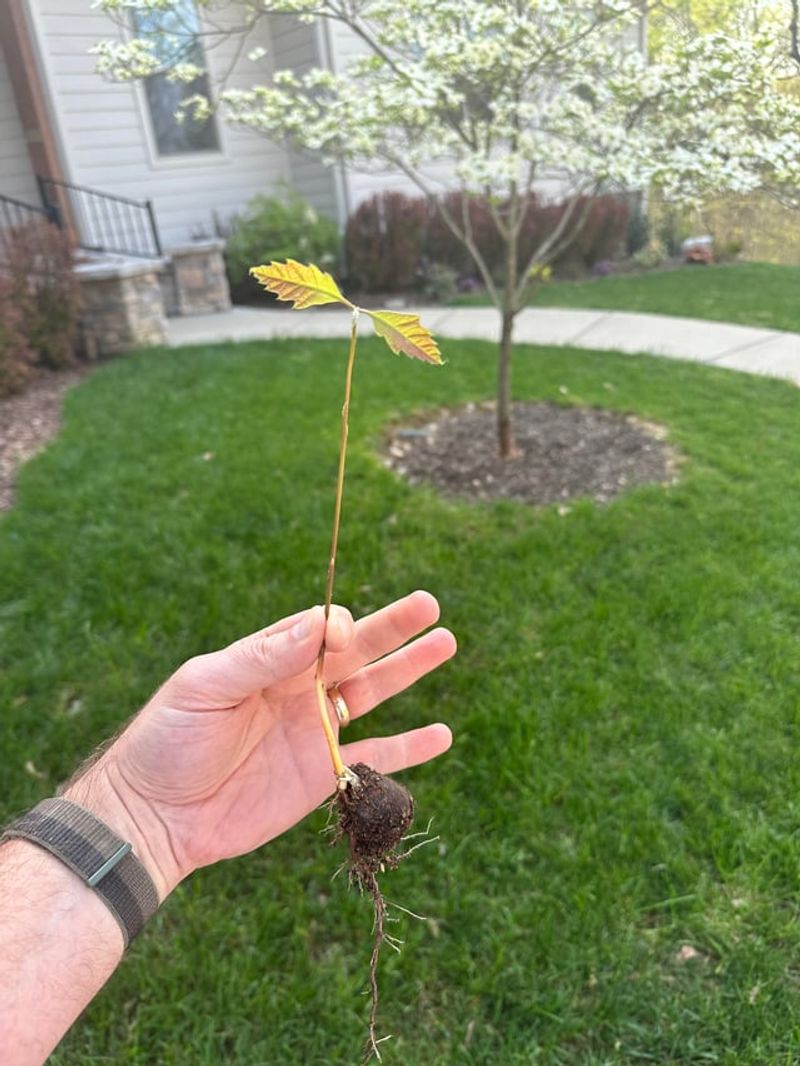 Squirrels May Forget Some Of Their Buried Seeds Squirrels May Forget Some Of Their Buried Seeds