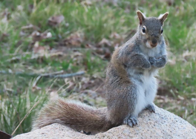 Squirrels Often Return To The Same Spots