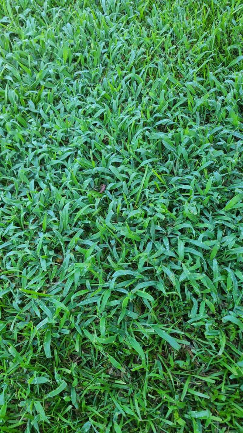 St. Augustine Grass Shows Whether Fall Feeding Is Needed St. Augustine Grass Shows Whether Fall Feeding Is Needed
