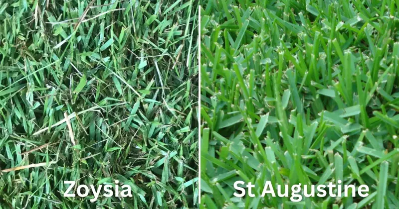 St. Augustine Needs A Different Plan From Zoysia St. Augustine Needs A Different Plan From Zoysia