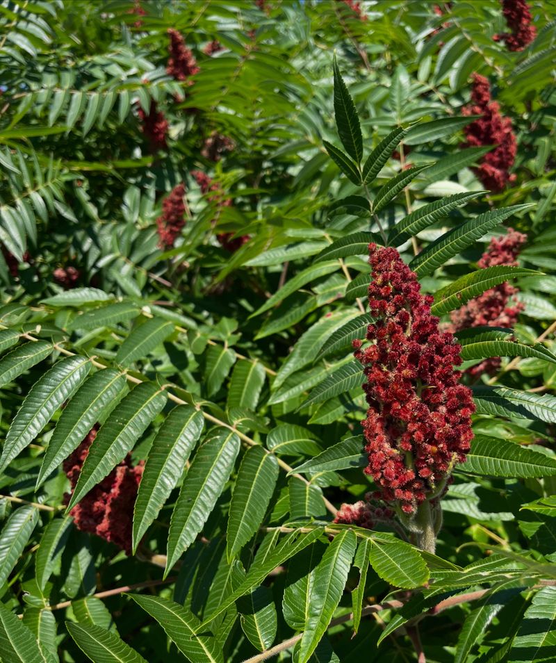 Staghorn Sumac Staghorn Sumac