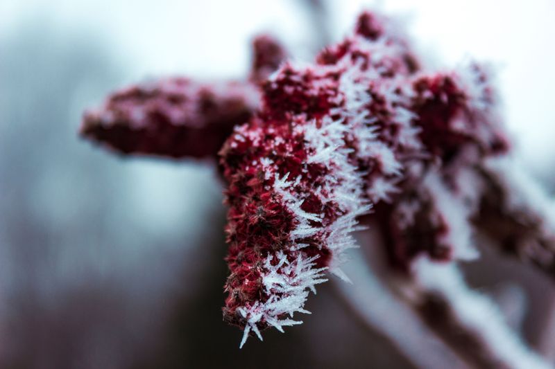 Staghorn Sumac For Fuzzy Burgundy Cones Staghorn Sumac For Fuzzy Burgundy Cones