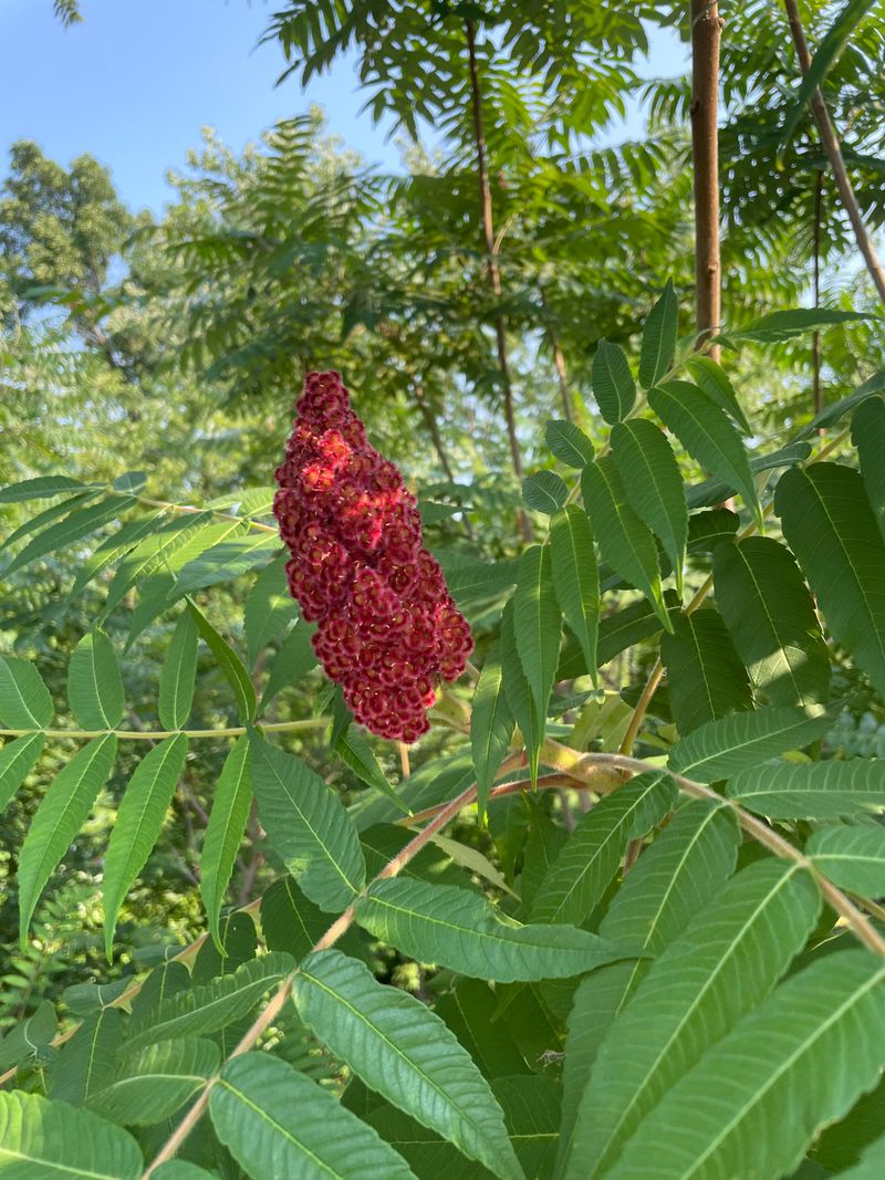 Staghorn Sumac 