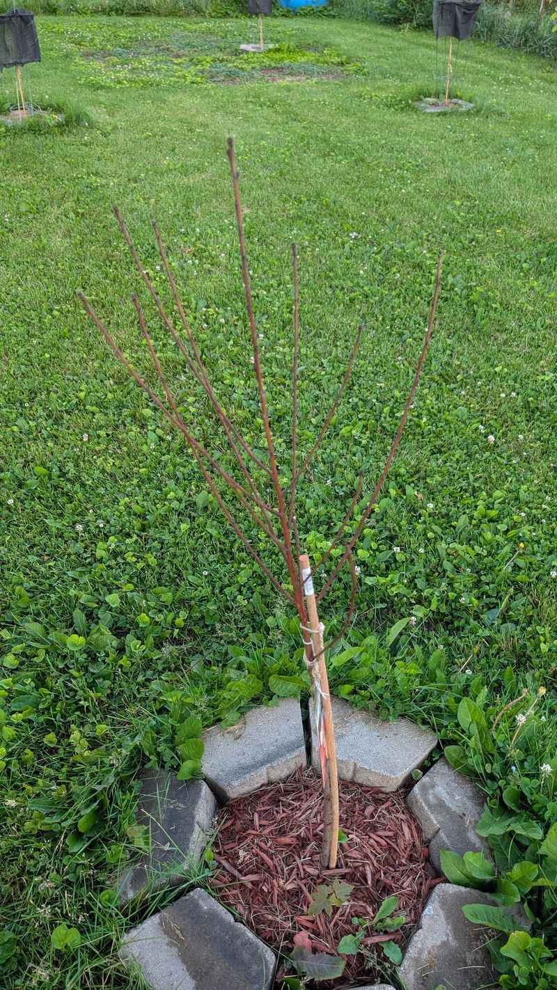 Stake Anything Top Heavy Or Tall Stake Anything Top Heavy Or Tall