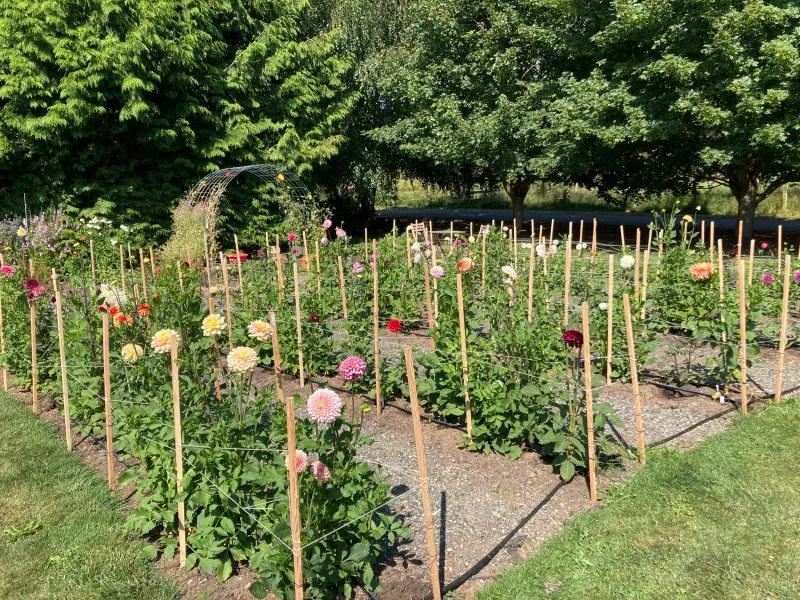 Stake At Planting Not After Growth Stake At Planting Not After Growth