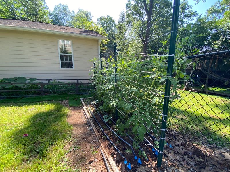 Stake Plants To Improve Airflow Stake Plants To Improve Airflow
