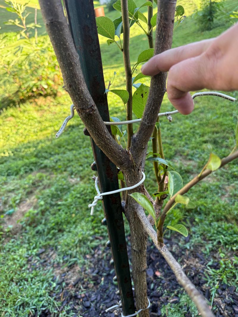 Stake Young Trees To Guide Future Form