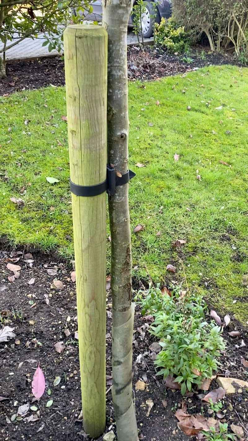 Stakes Left Too Long Weaken Trunks