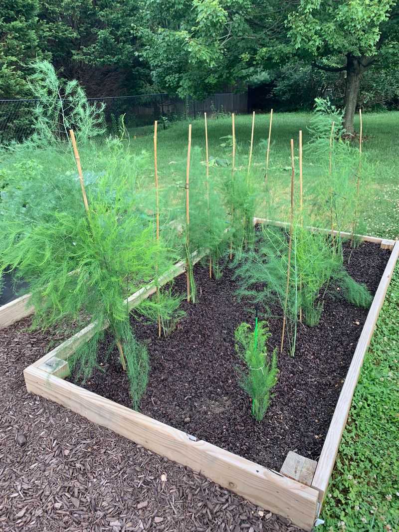 Staking Or Netting Prevents Wind Damage To Tall Ferns