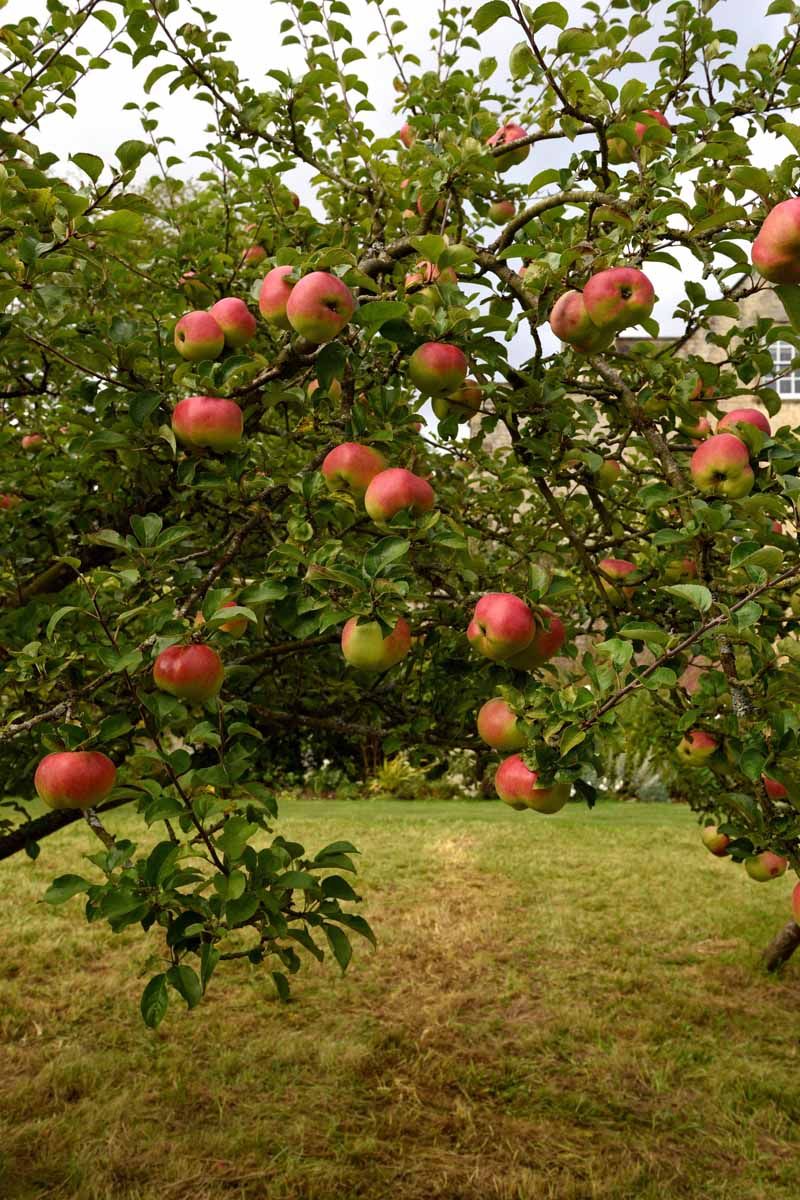 Standard-Size Apple Trees Outlast Dwarf Types By Decades Standard-Size Apple Trees Outlast Dwarf Types By Decades