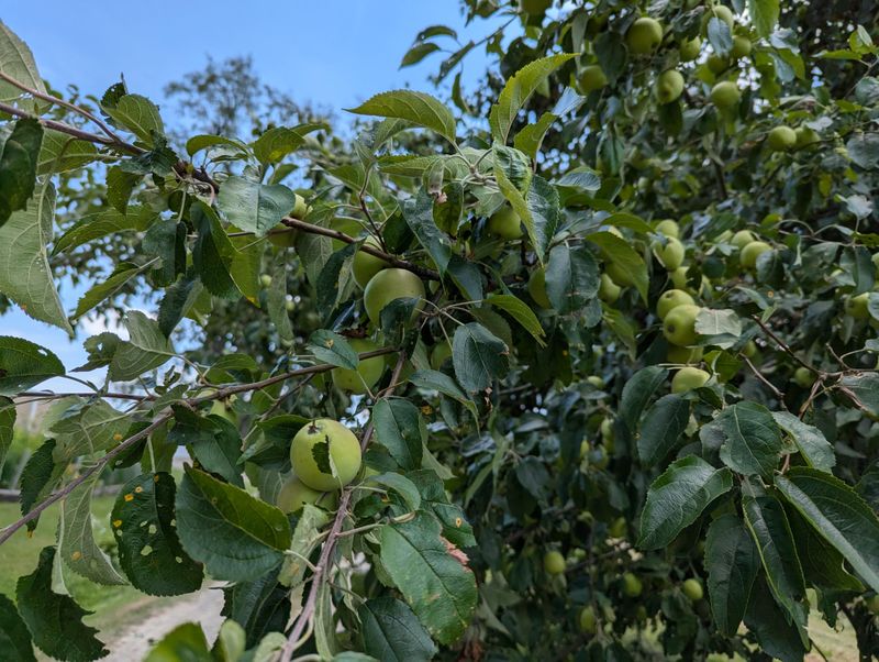 Standard-Size Apple Trees That Outlast Dwarfs Standard-Size Apple Trees That Outlast Dwarfs