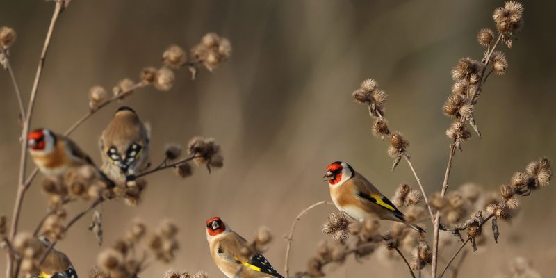 Standing Seed Heads Feed Hungry Birds