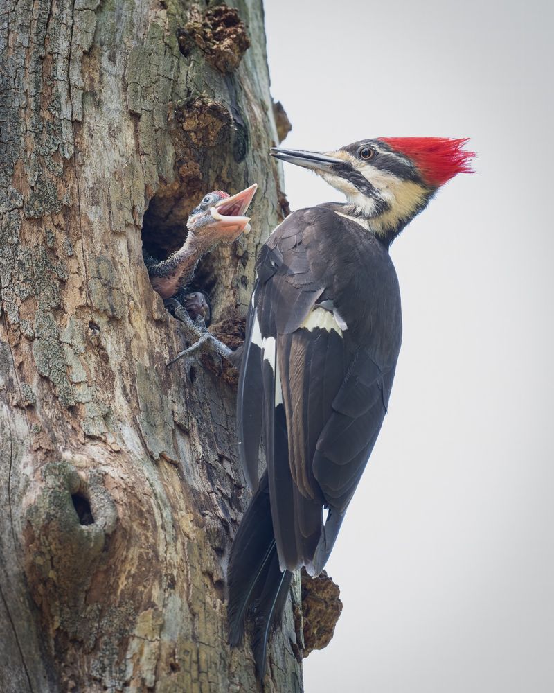 Standing Snags And Their Cavity Nesters