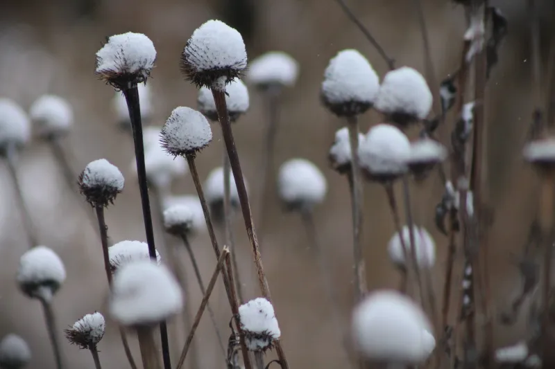 Standing Stalks Bring Structure To A Snowy Landscape Standing Stalks Bring Structure To A Snowy Landscape
