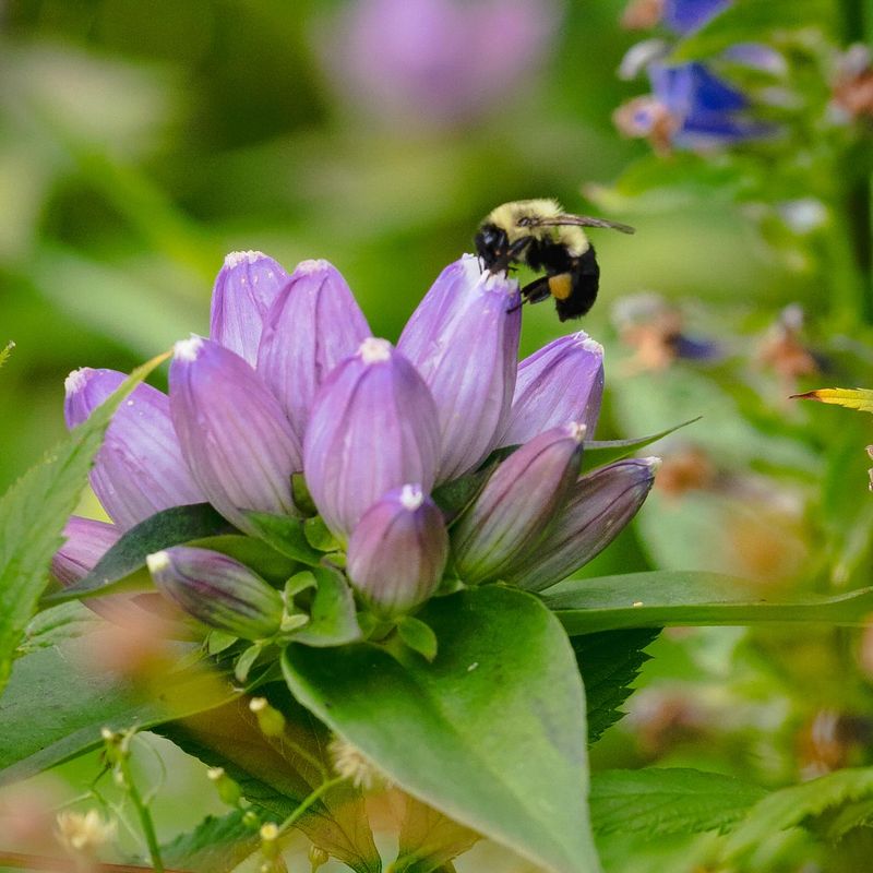 Standing Stems And Bee-Friendly Habits For Next Year