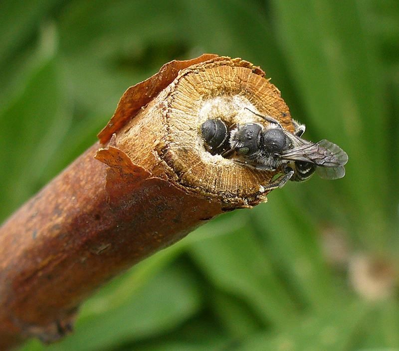 Standing Stems Shelter Other Insects Too Standing Stems Shelter Other Insects Too