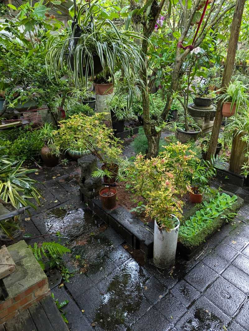 Standing Water In Saucers Turns Into A Nursery