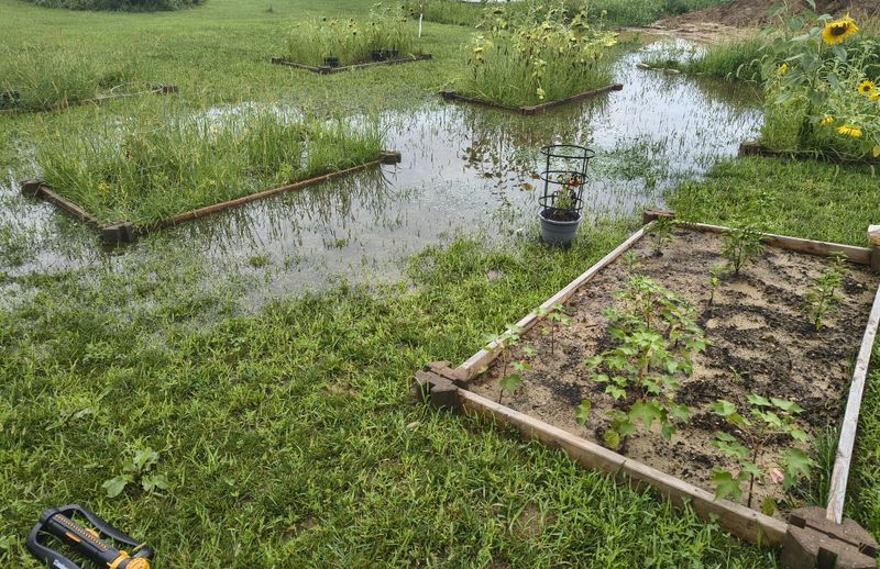 Standing Water That Rots Plant Crowns Over Winter Standing Water That Rots Plant Crowns Over Winter