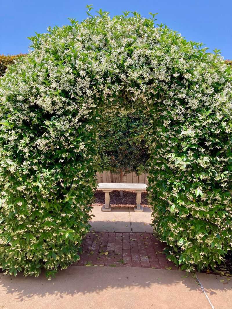 Star Jasmine Twines Without Gripping Surfaces