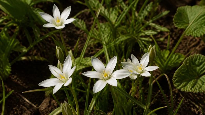 Star-Of-Bethlehem Escapes Lawns And Garden Edges