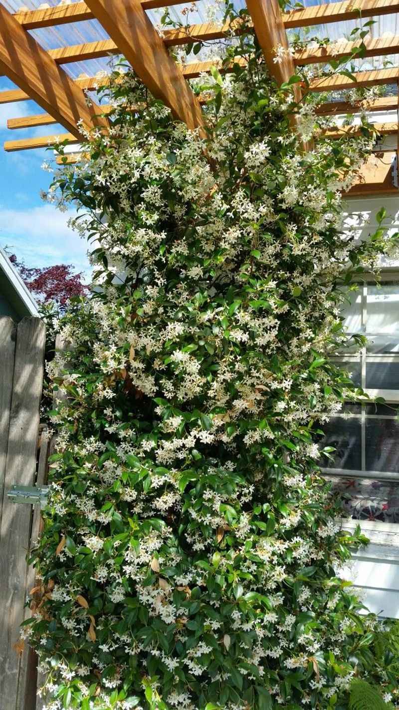 Star jasmine offers a fragrant way to soften a protected fence