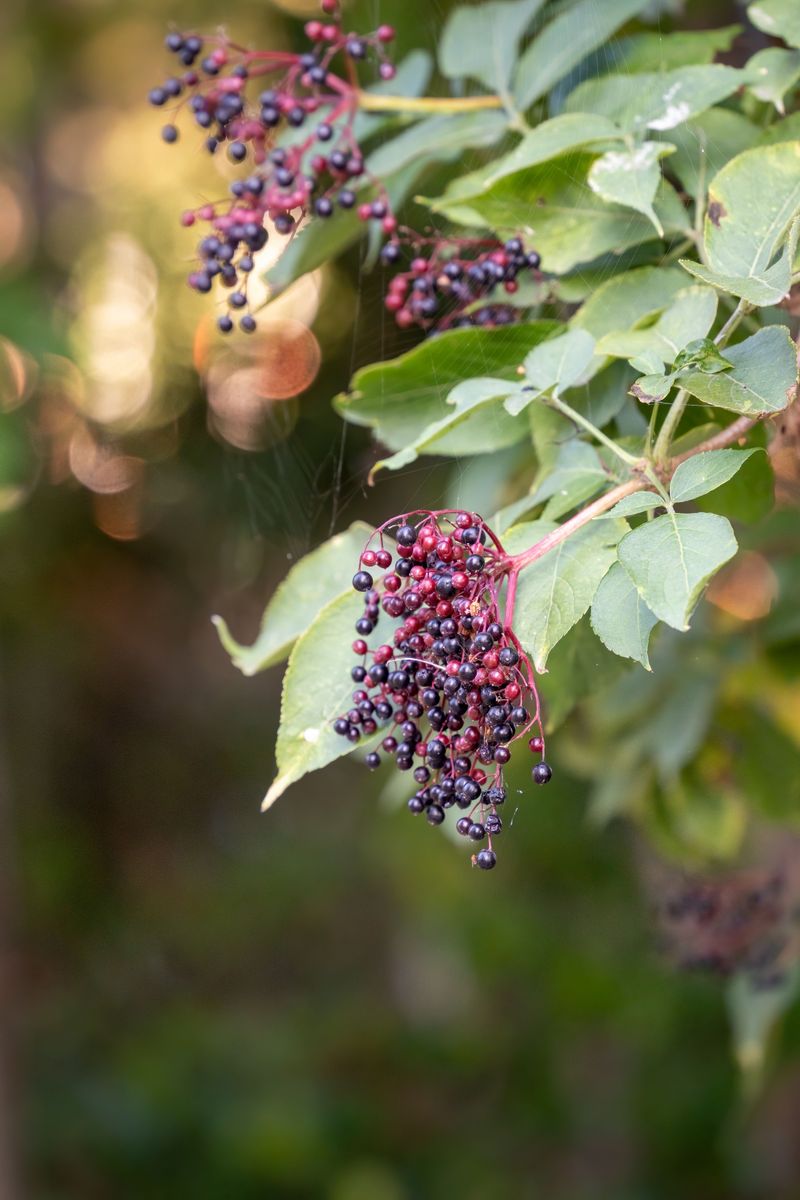 Start A Batch Of Country Elderberry Wine Start A Batch Of Country Elderberry Wine