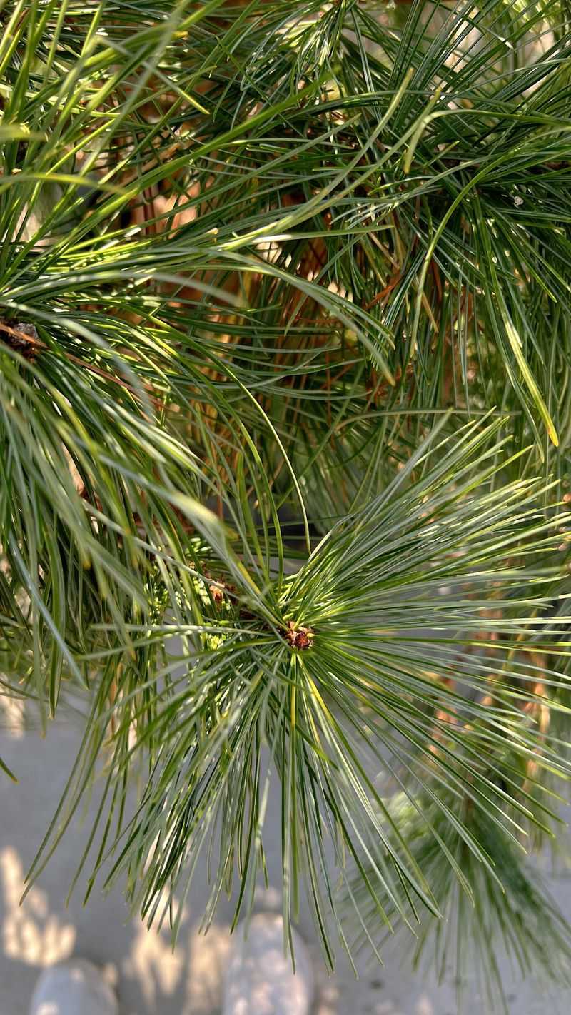 Start By Looking At The Inner Needles Start By Looking At The Inner Needles