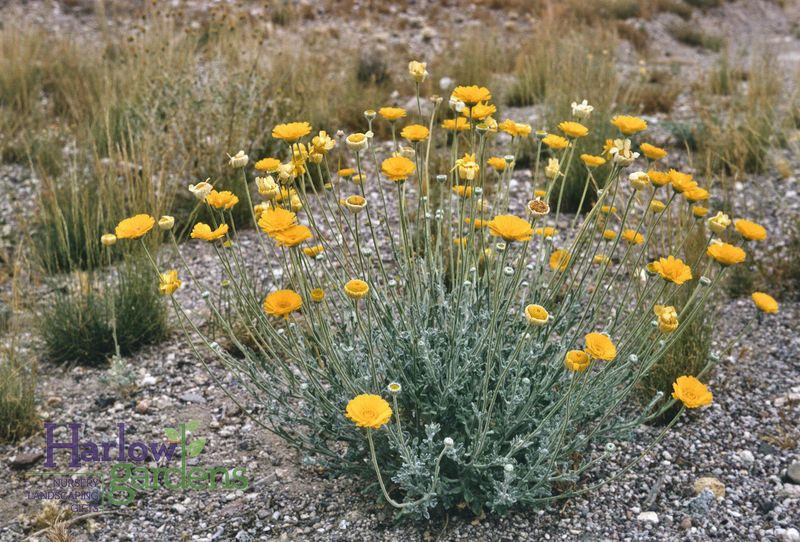 Start Desert Marigold From Seed in Arizona Start Desert Marigold From Seed in Arizona