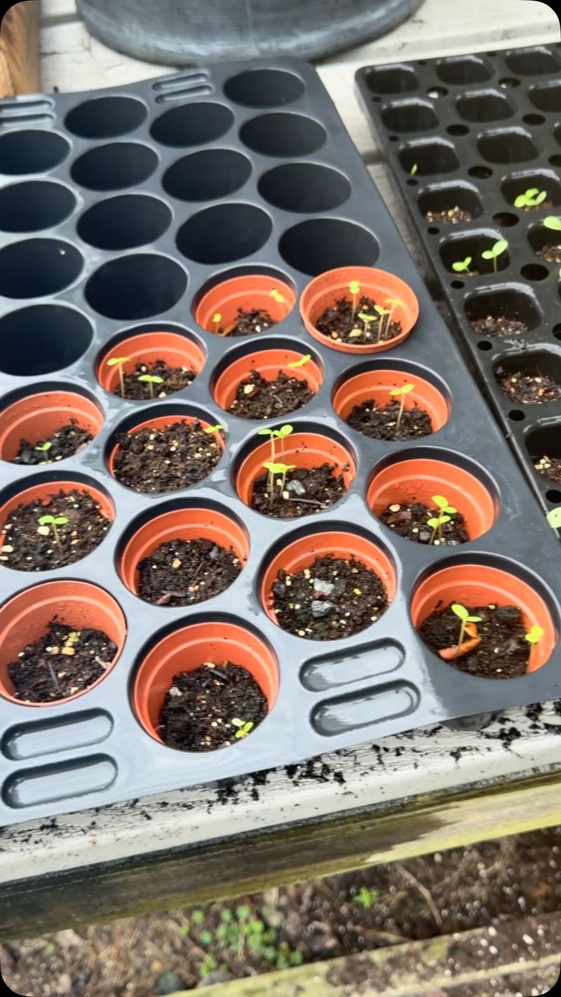 Start Fall Seedlings In Well-Drained Media Start Fall Seedlings In Well-Drained Media