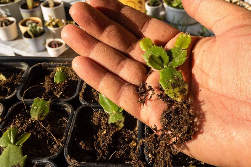 Start New Plants From Healthy Segments