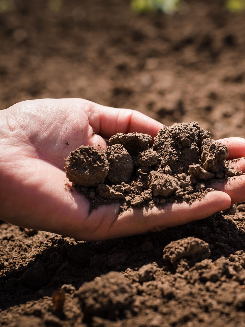 Start With A Soil Test