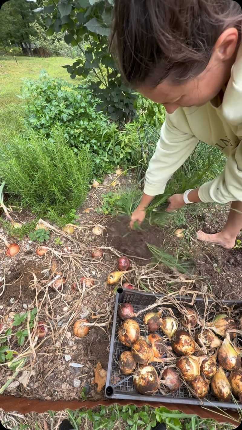 Start With Healthy Shallot Sets