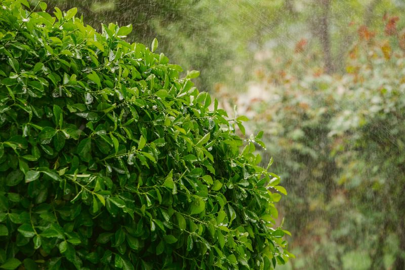 Start Your Coastal Shrub Rescue Before Fall Storms Hit