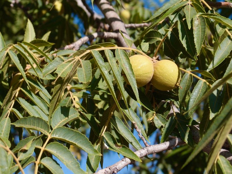 Start by identifying the walnut species Start by identifying the walnut species