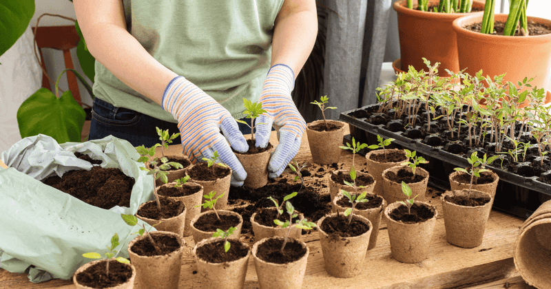 Start the seed in a clean, drainable medium