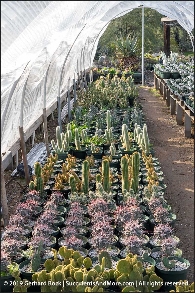Start with legal, nursery-grown stock