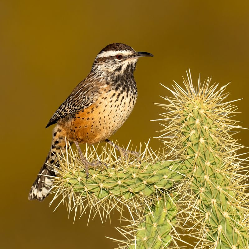 Start with the right Arizona wren Start with the right Arizona wren
