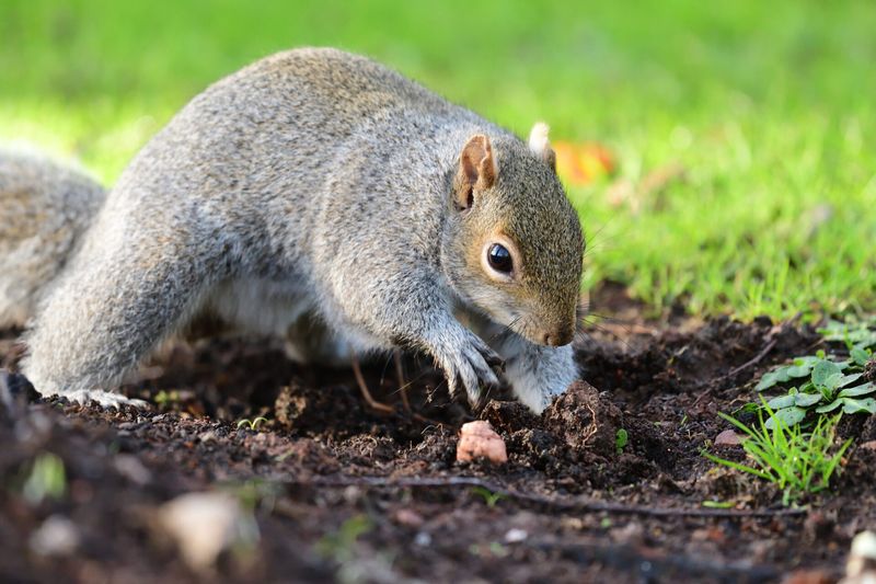 Stashing Nuts For The Winter Ahead Stashing Nuts For The Winter Ahead