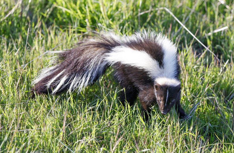 Stay Safe Around Skunks And Pets Stay Safe Around Skunks And Pets