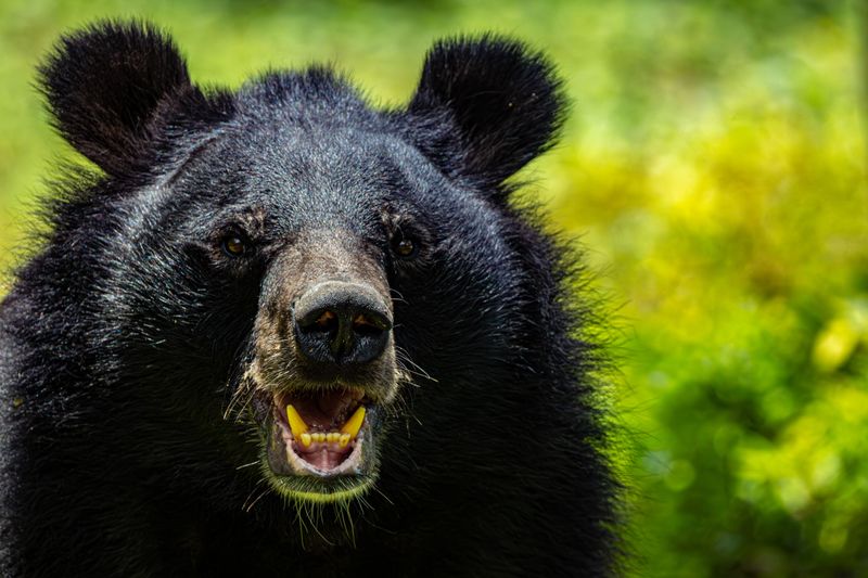 Staying Calm When A Bear Shows Up Staying Calm When A Bear Shows Up