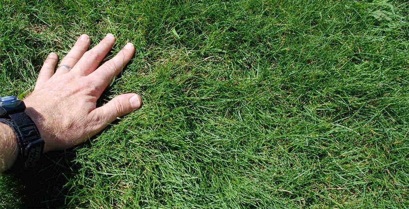 Stays Green Through Dry Spells