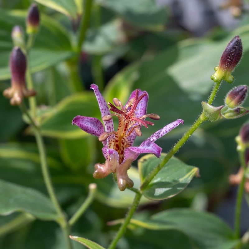Steady Moisture Keeps Buds From Stalling