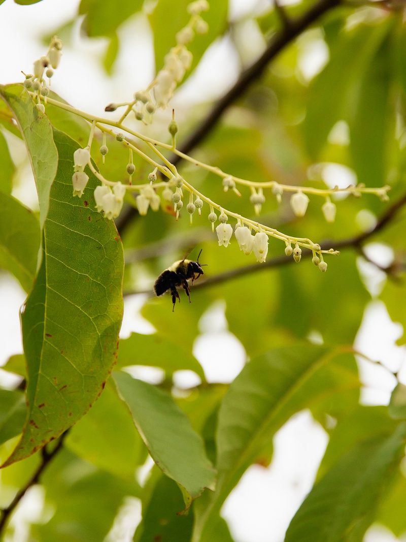 Steady Nectar Flow And Long Term Protection