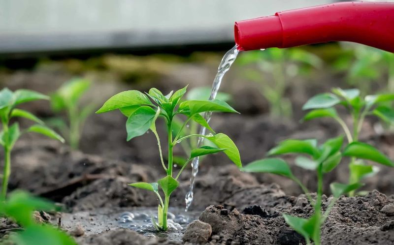 Steady Water And Smart Harvest Habits