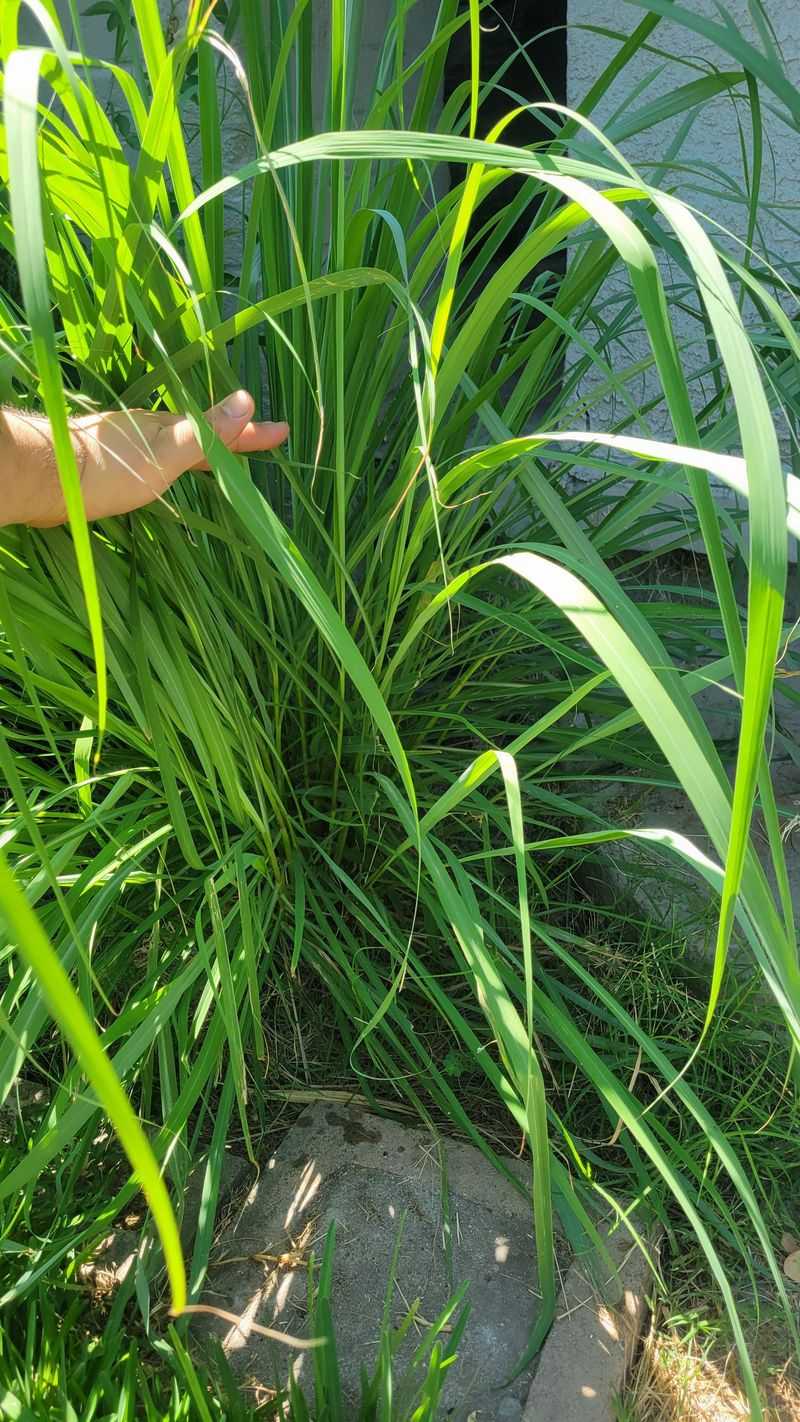 Steady Watering Keeps The Stalks Lush Steady Watering Keeps The Stalks Lush