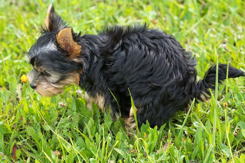 Steer Clear Of Pet Waste